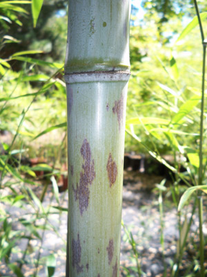 Tiger Bamboo 